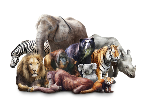 group of animals